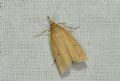 Chilo phragmitella
